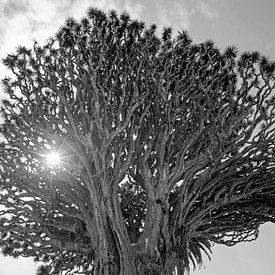 Drakenbloedboom  in Parque del Drago van Helga Kuiper
