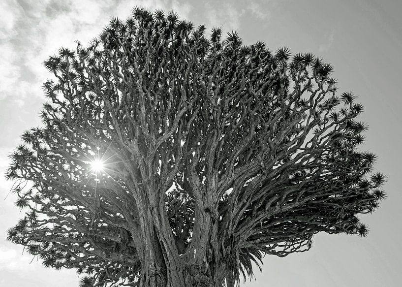 Drakenbloedboom  in Parque del Drago van Helga Kuiper