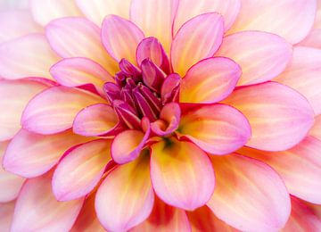 Macro of a dahlia flower by ManfredFotos