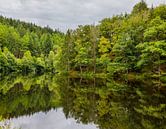 een prachtige rij groene bomen aan het water in de morvan in Frankrijk van ChrisWillemsen thumbnail