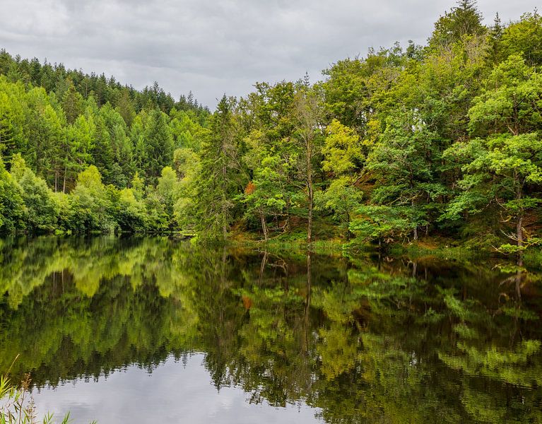 een prachtige rij groene bomen aan het water in de morvan in Frankrijk van ChrisWillemsen