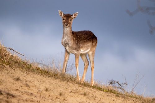 auf dem Dünengipfel