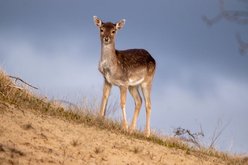 boven op de duintop van vdzwanfotografie
