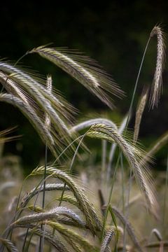 grain in the summer. by marvin kranenburg
