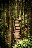 Boardwalk in Alishan National Park