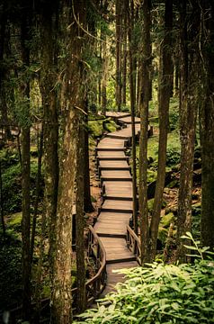 Boardwalk in Alishan National Park van Sven Wildschut