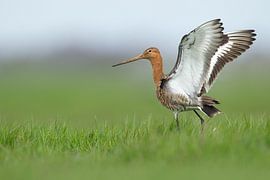 Black-tailed godwit in grassland by Jeroen Stel