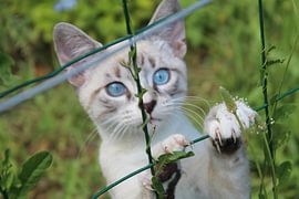 for mesh 1 by Patrick van beek76