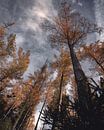 Bomen van SJ Media thumbnail