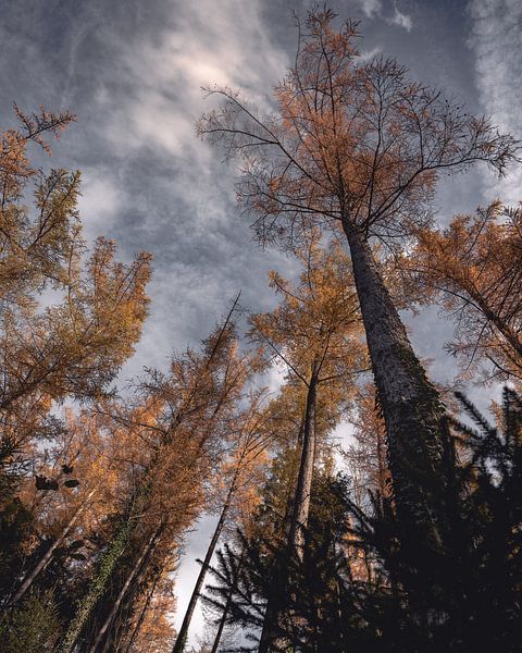 Bomen van SJ Media