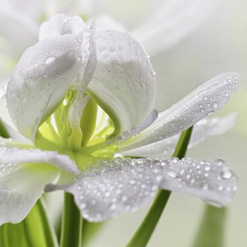 Tulpe mit Wassertropfen