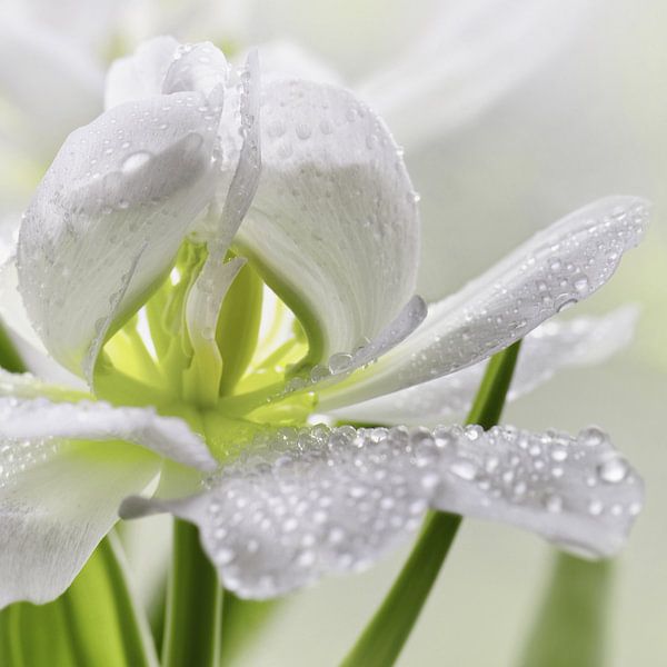 Tulip with water drop by Violetta Honkisz