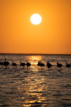 Flamingos bei Sonnenuntergang in Walvis Bay Namibia, Afrika von Patrick Groß