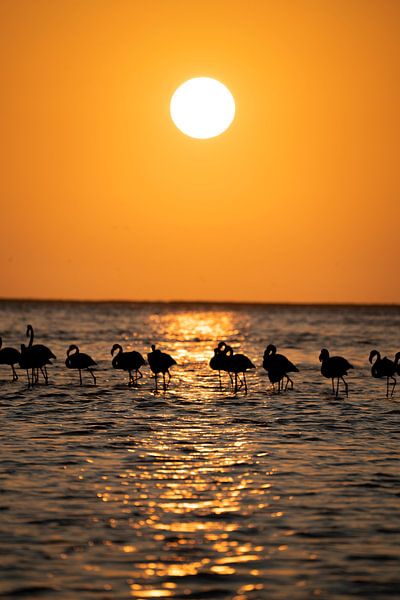 Flamingos at sunset in Walvis Bay Namibia, Africa by Patrick Groß
