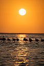 Flamingos at sunset in Walvis Bay Namibia, Africa by Patrick Groß thumbnail