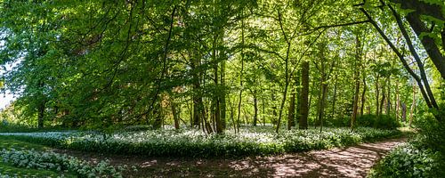 Wilde knoflookbloesem in het Putbus-kasteelpark
