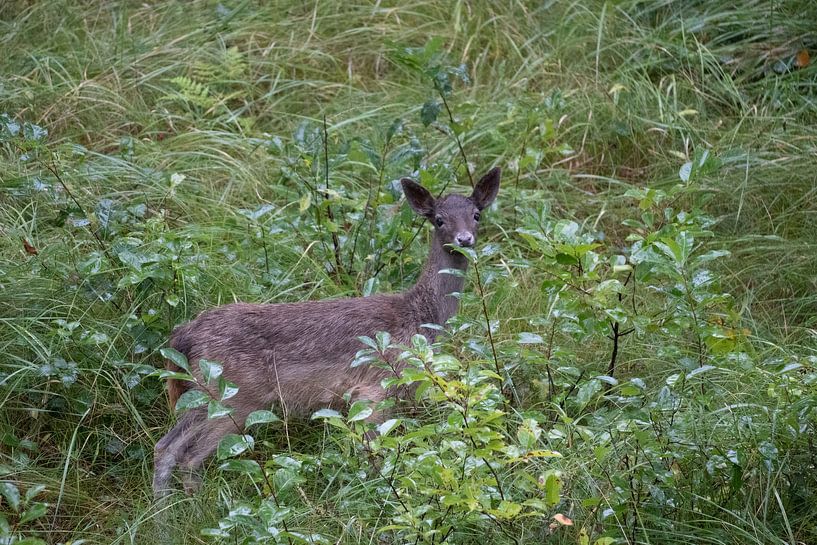 Fallow deer by Maaike Krimpenfort