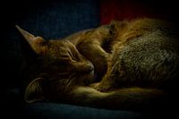 Abyssinien endormi