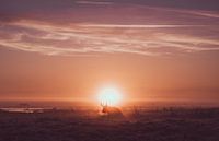 Scottish highlander in the landscape during sunrise by Davadero Foto thumbnail