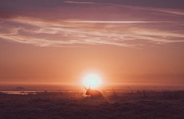 Schotse hooglander in het landschap tijdens zonsopkomst van Davadero Foto