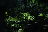 Dusty green