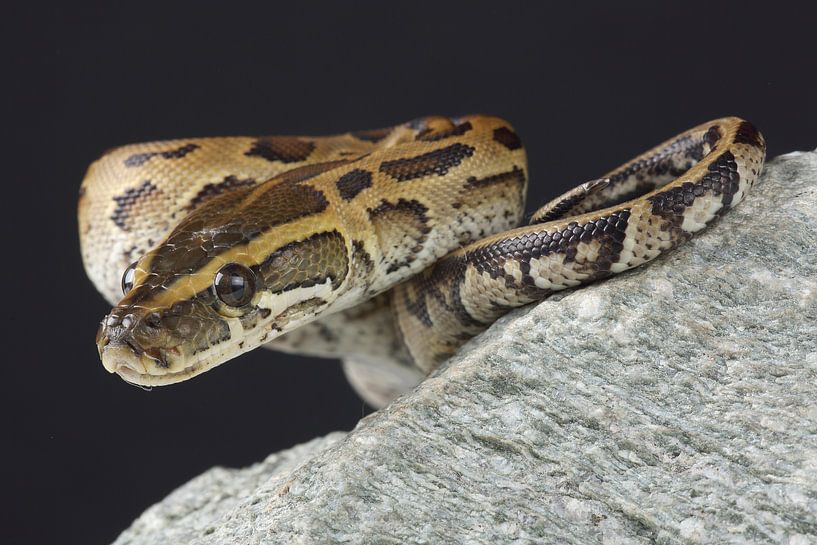 Python des rochers (Python sebae) par Ronald Pol