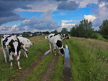 De koe is niet weg te denken in het Nederlandse Landschap, ode aan de koe van Anja Oosterwaal Fine Art Fotografie