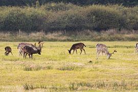 Gruppe von Damhirschen von Louise Poortvliet