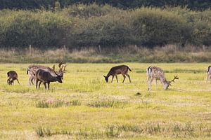 Groupe de daims