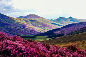 Blumenbeet