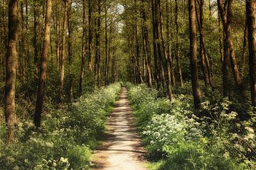 Spring forest by Yvonne Blokland