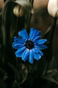 Fleur bleue sur Tessa Dommerholt