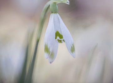 Schneeglöckchen weiß grün von natascha verbij