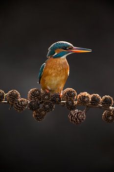 IJsvogel op sparrentak in tegenlicht in het Gooi