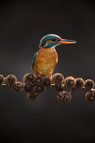 IJsvogel op sparrentak in tegenlicht in het Gooi