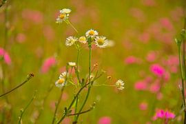 Summer wildflower meadow by Images from a hillside in Umbria