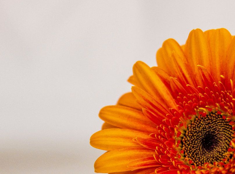gerbera by Marian van den Boogaard