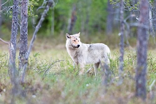 Europese wolf (Canis lupus)