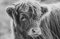 Schottische Highlander-Kuh von Dirk van Egmond Miniaturansicht