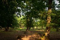 Forest in Drenthe