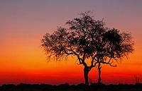 Evening in Africa