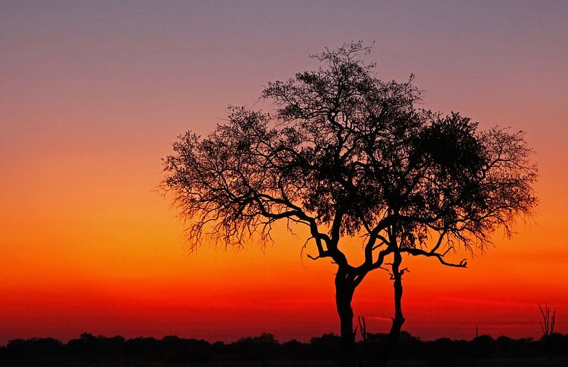 Evening in Africa by W. Woyke