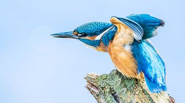 Eisvogel auf Ast von Gianni Argese