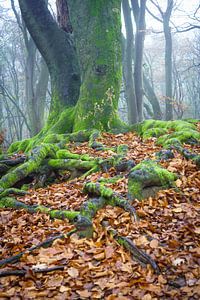 Old twisted tree in the Speulderbos in Ermelo Netherlands Holland with leaves in the foreground and 