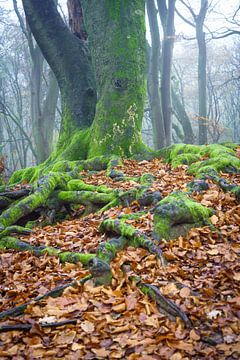 Alter verdrehter Baum im Speulderbos in Ermelo, Niederlande, mit Blättern im Vordergrund und Nebel i