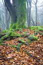 Vieil arbre tordu dans le Speulderbos à Ermelo, aux Pays-Bas, avec des feuilles au premier plan et d par Bart Ros Aperçu