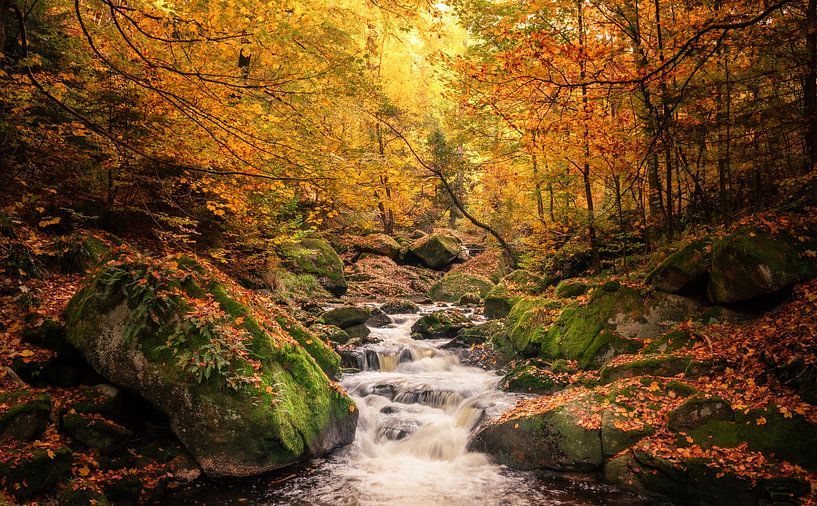 Der Herbst ist im Ilsetal von Steffen Henze