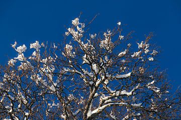 Schnee auf Ästen von Jules Captures - Photography by Julia Vermeulen