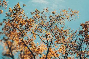 Goldener Herbst — Baumwipfel