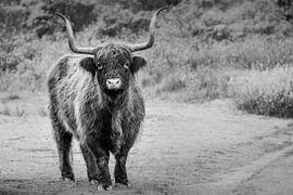 Schottische Highlander Schwarz-Weiß-Bild von Melissa Peltenburg